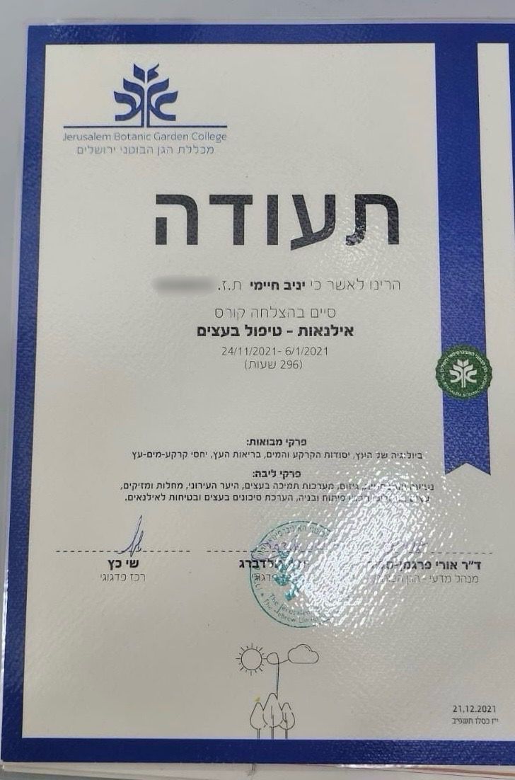 אילנאות – טיפול בעצים